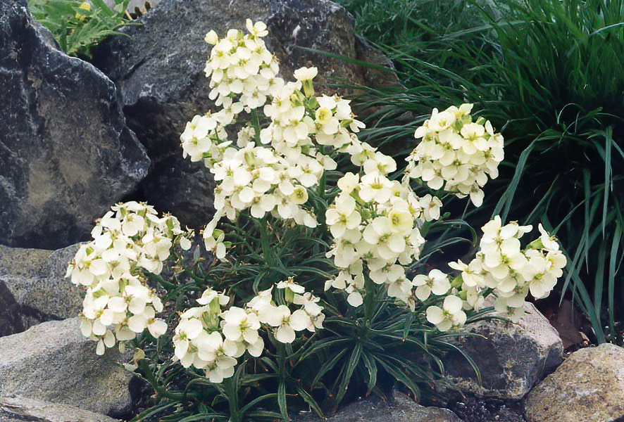 Erysimum sp photo